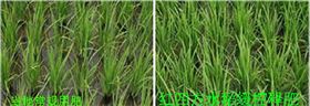 水稻使用缓控释肥幼期表现对比图