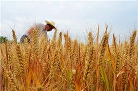 红色劲典小麦缓控释肥助力山东菏泽小麦丰收