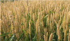 小麦缓释肥在新疆受欢迎