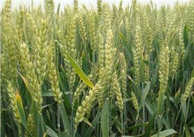 小麦施底肥就选缓控释肥