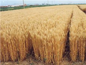 北方小麦用什么肥料？