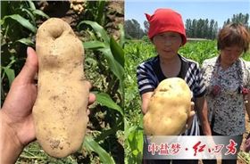 土豆施用硫酸钾缓释肥，个头大、产量高、口感佳。
