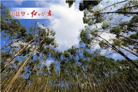 桉树树姿优美，四季常青，生长异常迅速，有萌芽更新及改善沼泽地的能力。宜作园林绿化防护林树种。