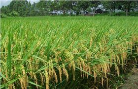 水稻施肥原则
