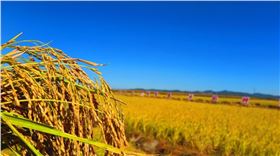 水稻磷肥