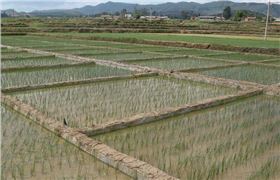 湖北水稻专用肥