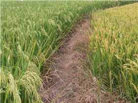 怀远地区水稻使用水稻专用肥对比试验
