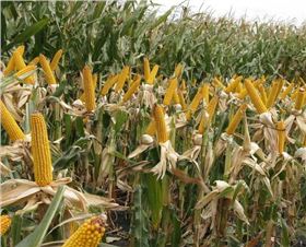 玉米专肥害及预防