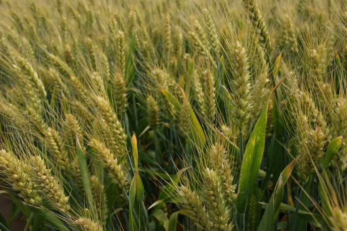 小麦丰收，离不了红四方小麦缓控释肥