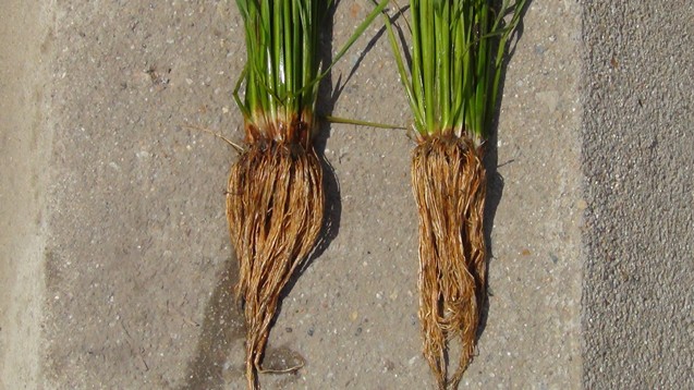 水稻施用缓控释肥根系对比图