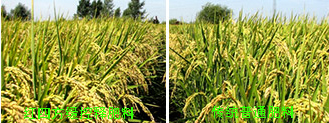 水稻施用缓控释肥成熟期表现对比图