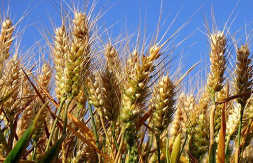 红色劲典缓控释肥在小麦上表现优异