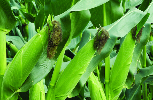 施用玉米缓控释肥长出来的玉米