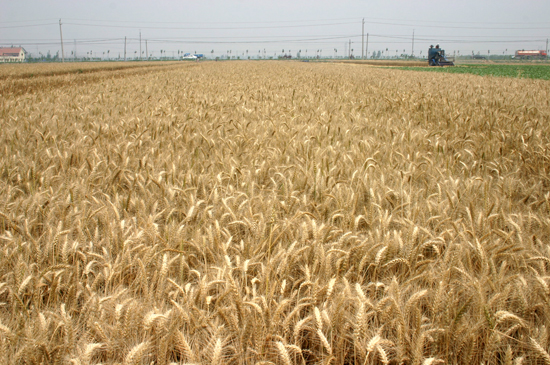 红色劲典小麦缓控释肥，让小麦增产不是梦！