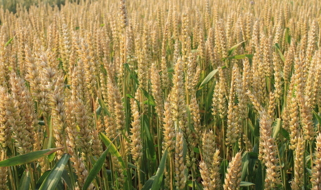 小麦缓释肥在新疆受欢迎