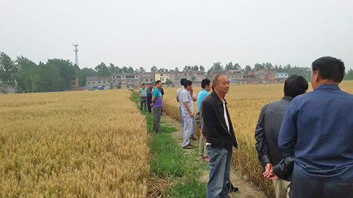 阜阳经销商刘刚组织数十位种田大户及二级网点商，观摩了柴集镇红色劲典缓控释肥示范田的小麦。