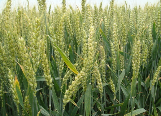 小麦缓释肥施肥技术