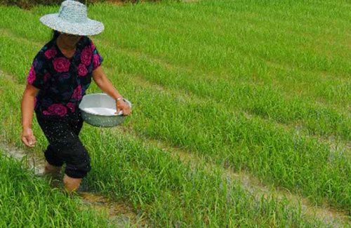 施肥过程中注意提高水稻产量