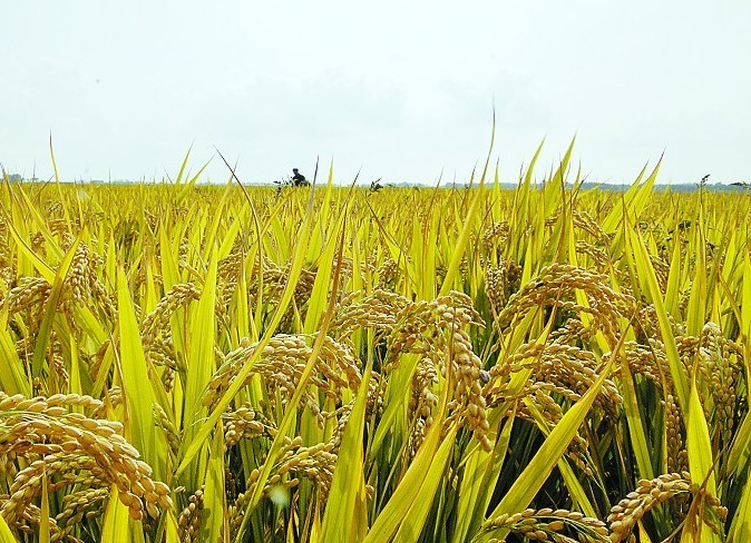 水稻肥传统误区，你该注意哪些？