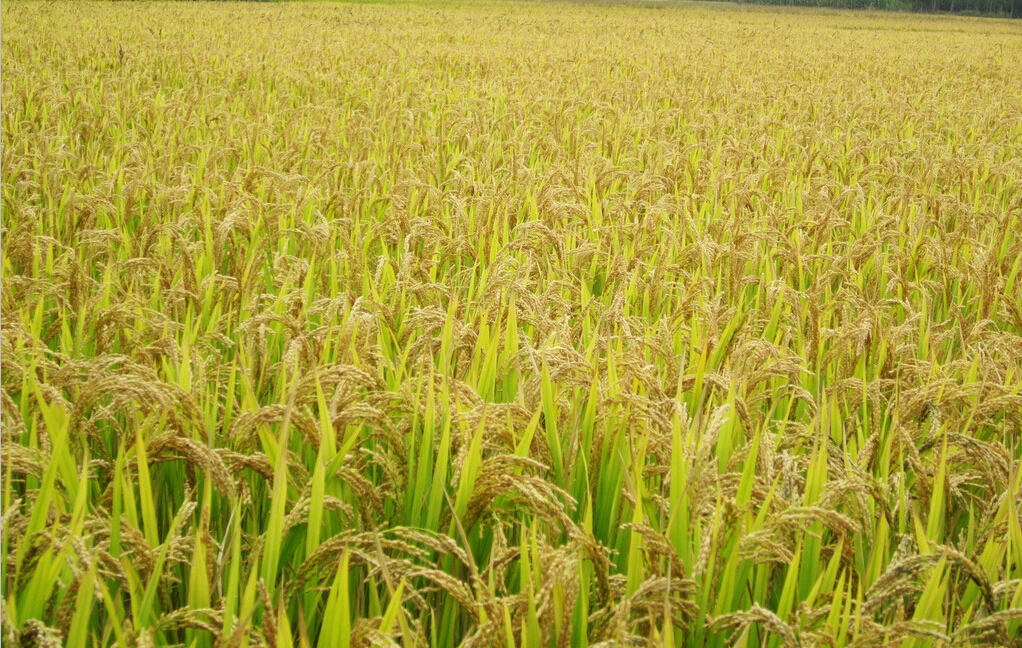 水稻肥施肥