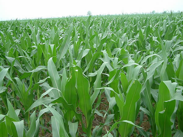 玉米规模种植