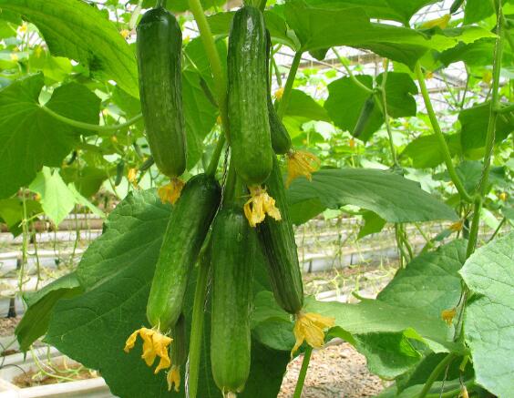 黄瓜种植过程中如何施肥？