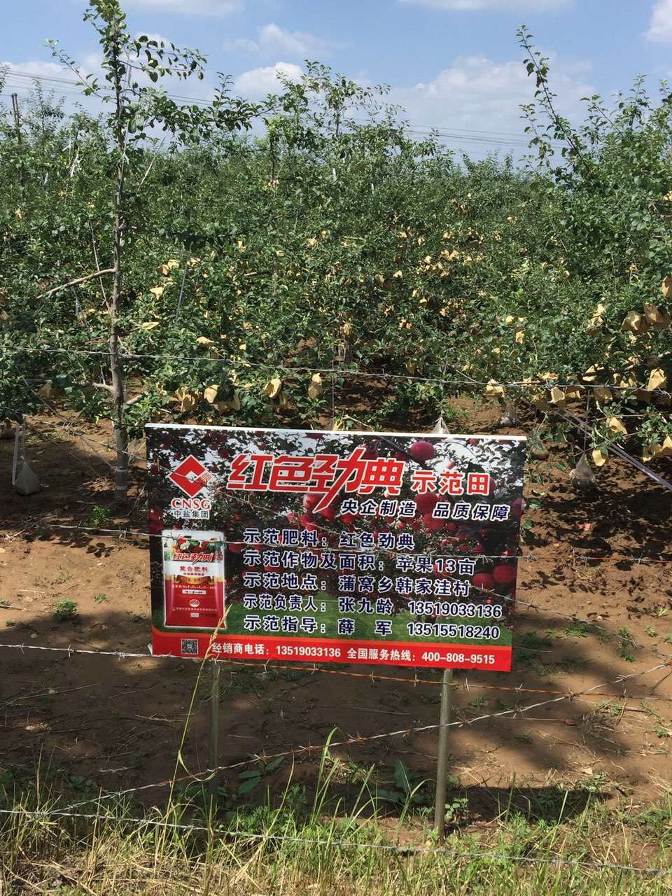 红色劲典硫酸钾复合肥苹果示范园