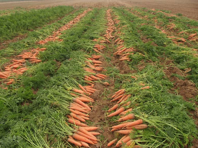 种植红萝卜用什么肥好？