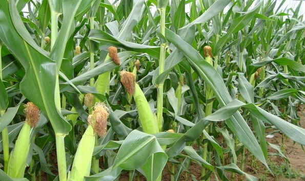 2017年玉米施肥管理