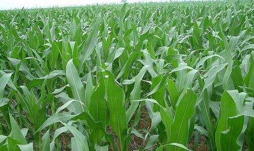 玉米施肥