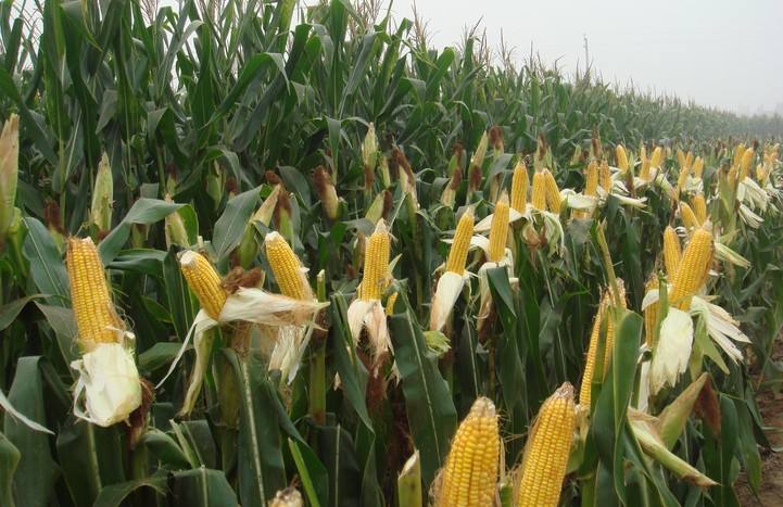 玉米高产施用什么肥