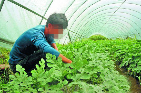 青島王大哥種蔬菜就選紅色勁典硫酸鉀系列復合肥！