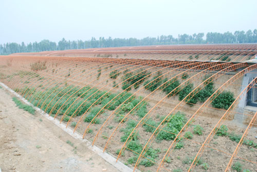 文水县种子肥料批发商哪家强？还是红色劲典品牌强！