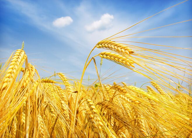 小麦专用肥肥效高—山东淄博种粮大户老钱点赞！